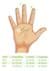 Bild von Schnitzel - Protekto Schnittschutzhandschuhe für Kinder Grösse 3