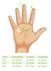 Bild von Schnitzel - Protekto Schnittschutzhandschuhe für Kinder Grösse 6