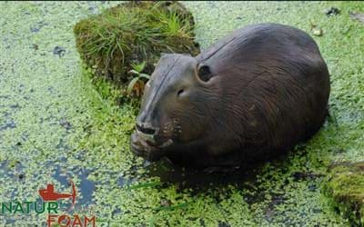 Picture of Natur Foam - Beaver