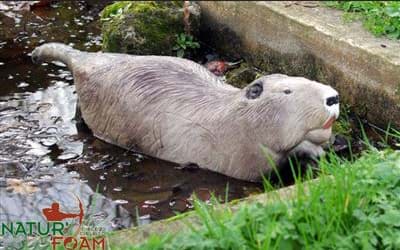 Picture of Natur Foam - Beaver Swimming