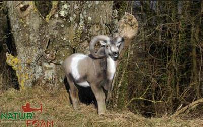 Picture of Natur Foam - Bighorn Sheep Standing