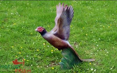 Bild von Natur Foam - Fasan im Flug