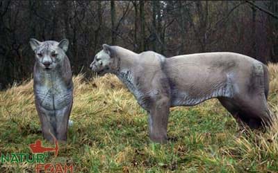 Bild von Natur Foam - Puma Stehend