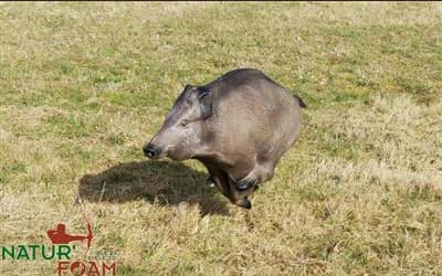 Bild von Natur Foam - Wildschwein Rennt